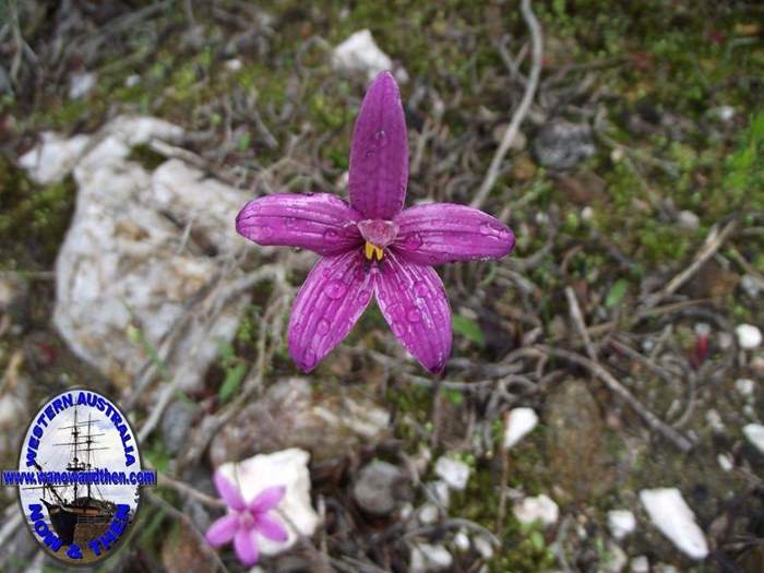 Elythranthera emarginata - Pink Enamel Orchid - 01.JPG